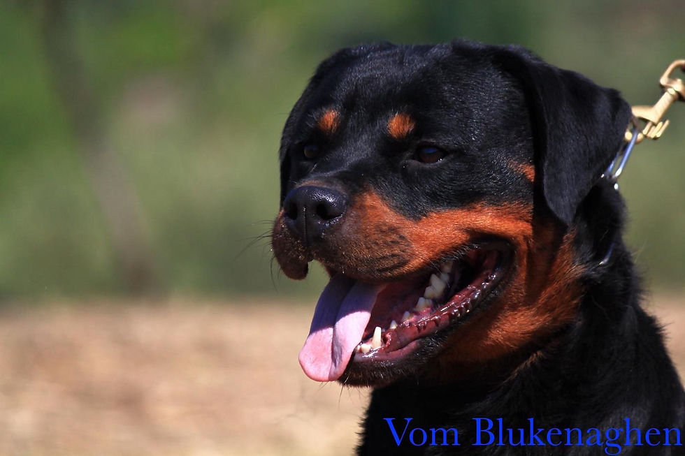 Cara vom Blukenaghen