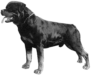 allevamento rottweiler dell'oplite