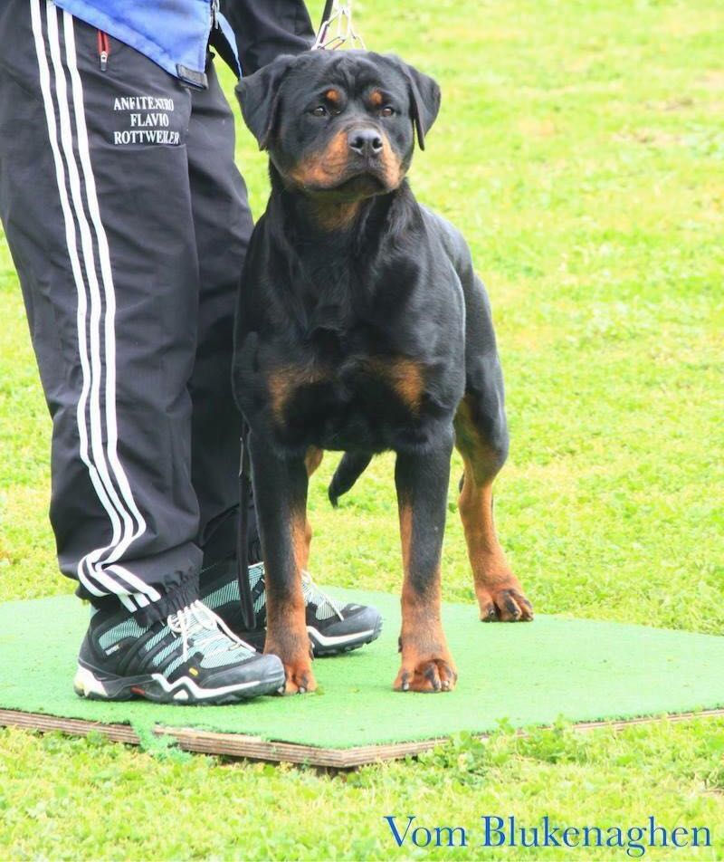 Juanita aus dem Blumental