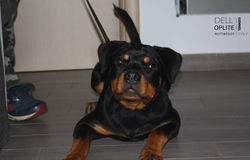 8a3c5b_34d3e15f13c64382bbfd69352bc73835