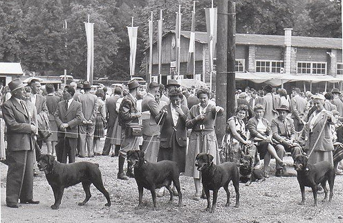 allevamento rottweiler dell'oplite