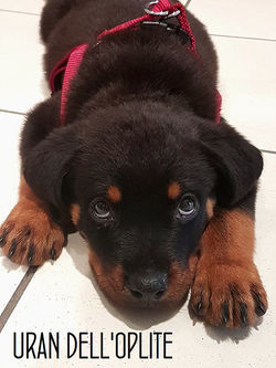 8a3c5b_1205f5a0102344f0b77513f694e97a16~mv2