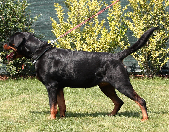allevamento rottweiler dell'oplite