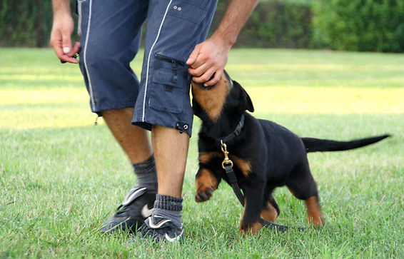 allevamento rottweiler dell'oplite