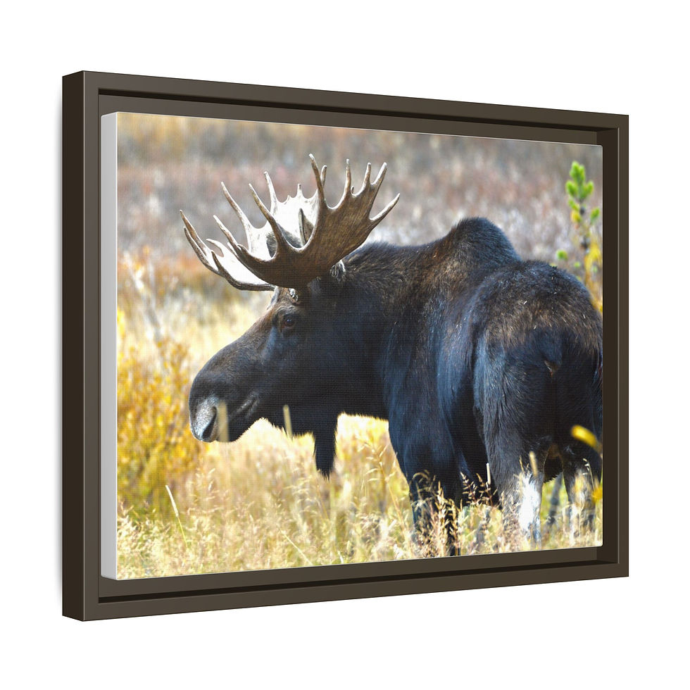 Thumbnail: Autumn Bull Moose - Lamar Valley, Wyoming
