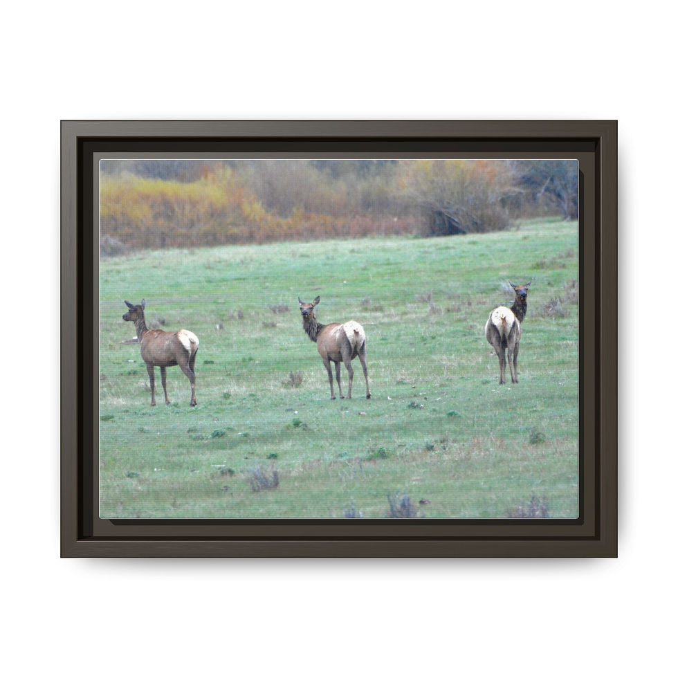 Elk in Lamar Valley - Wyoming