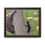 Thumbnail: Black Bear Tree Climb - Slough Creek, Wyoming