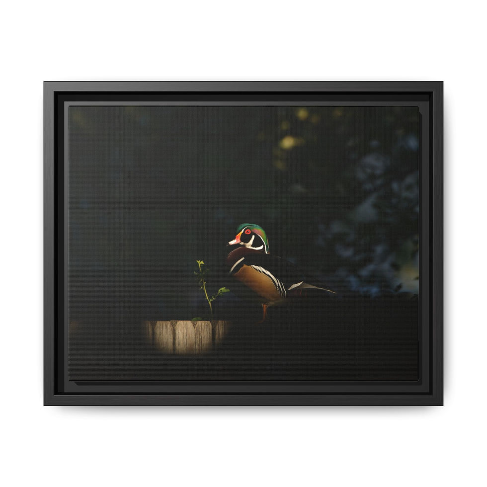 Thumbnail: Wood Duck in Shadow - Eagle, Idaho