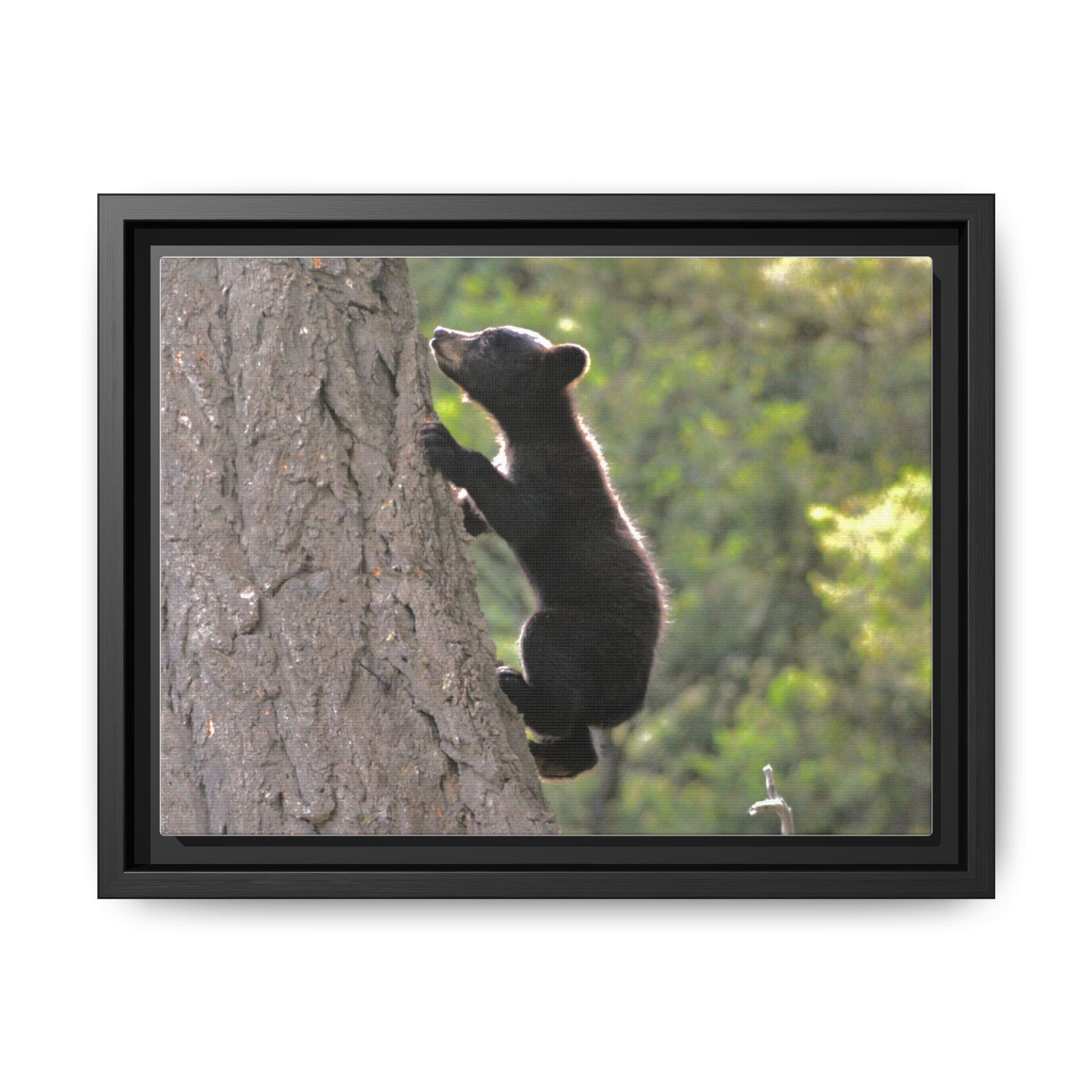 Black Bear Cub - Slough Creek, Wyoming