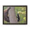Thumbnail: Black Bear Tree Climb - Slough Creek, Wyoming