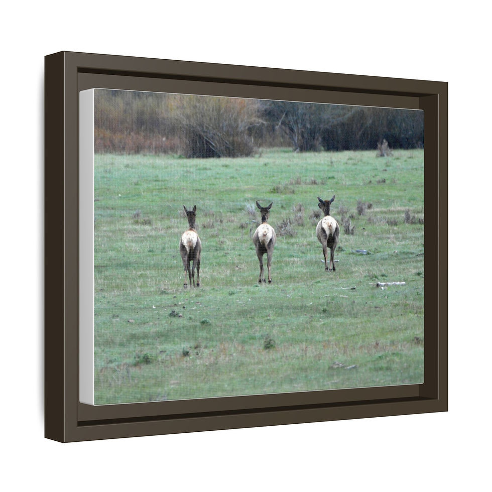 Thumbnail: Elk - Wyoming
