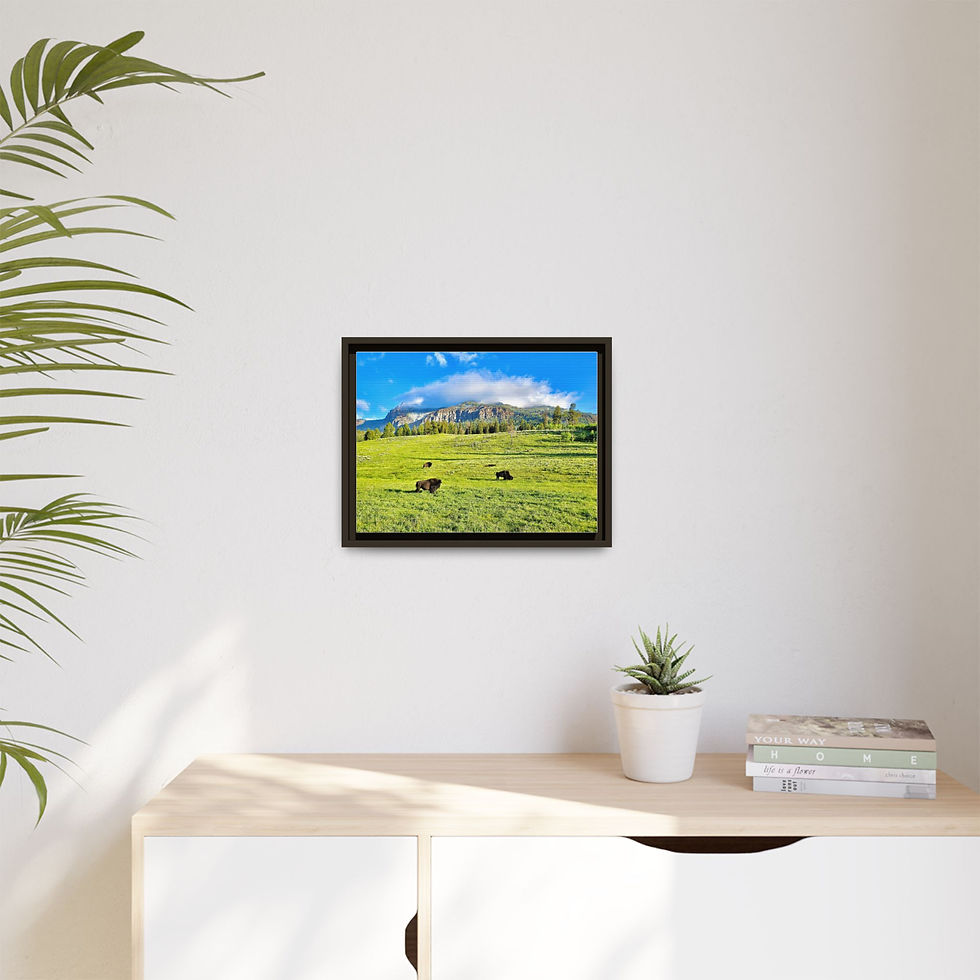 Thumbnail: American Bison Grazing - Lamar Valley, Wyoming