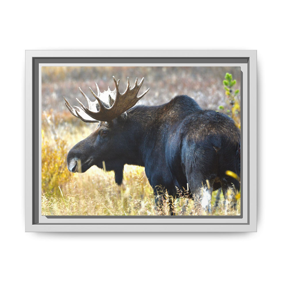 Thumbnail: Autumn Bull Moose - Lamar Valley, Wyoming