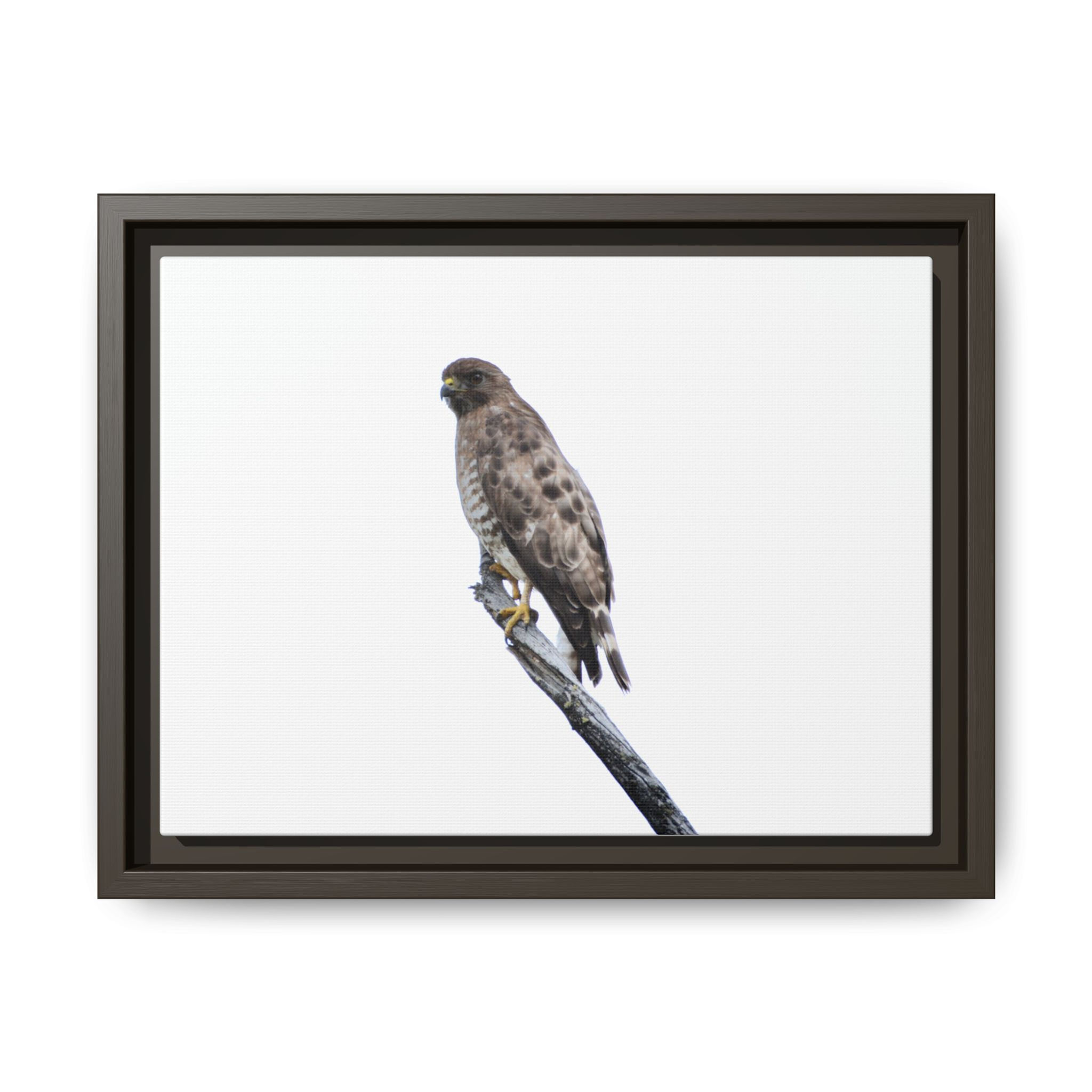 Broad-winged Hawk - Island Park, Idaho