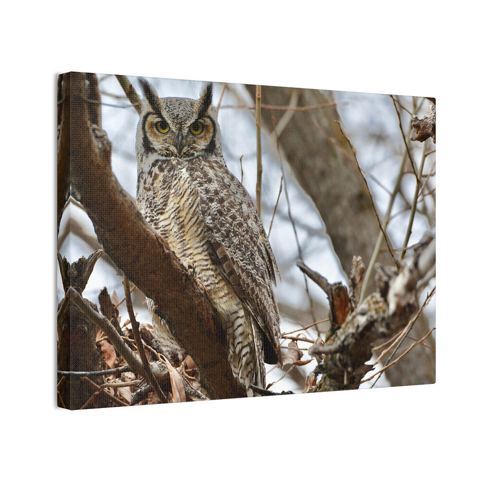 Thumbnail: Great Horned Owl in Garden City, Idaho