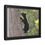 Thumbnail: Black Bear Cub - Slough Creek, Wyoming