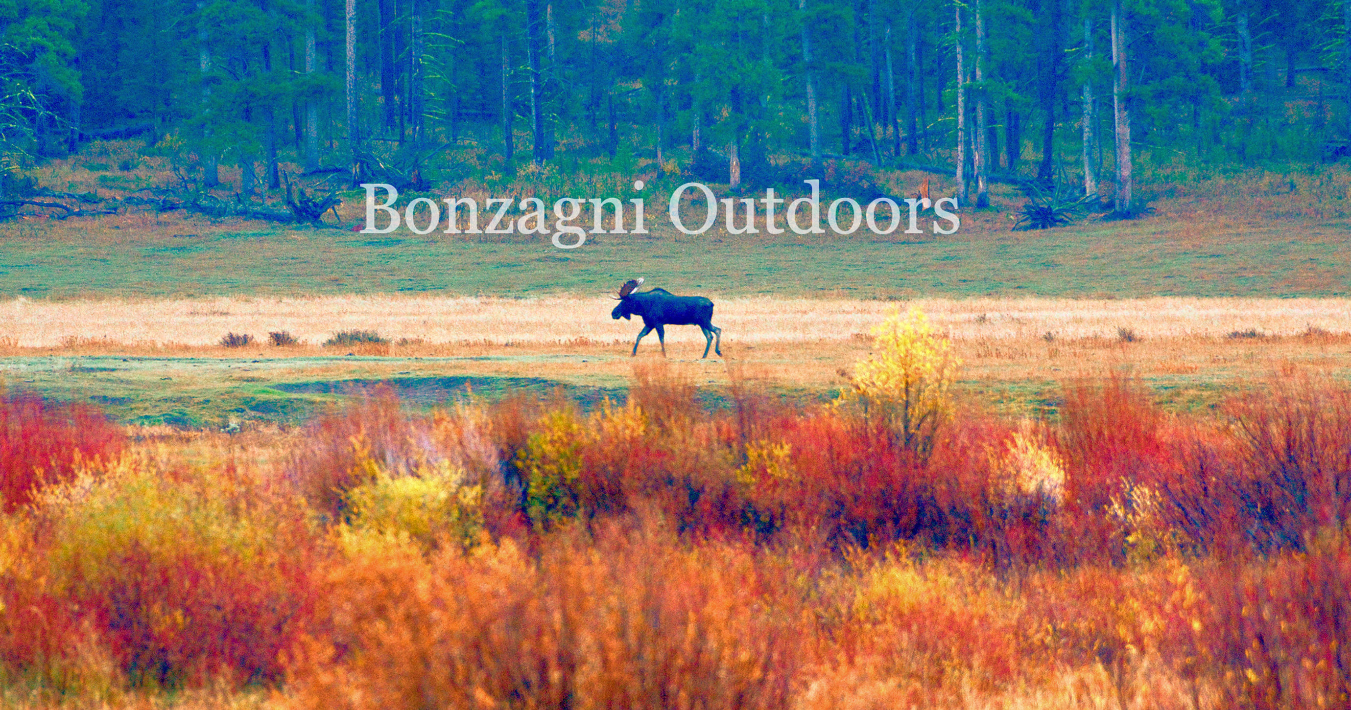 Bull Moose grazing Lamar Valley in Autumn