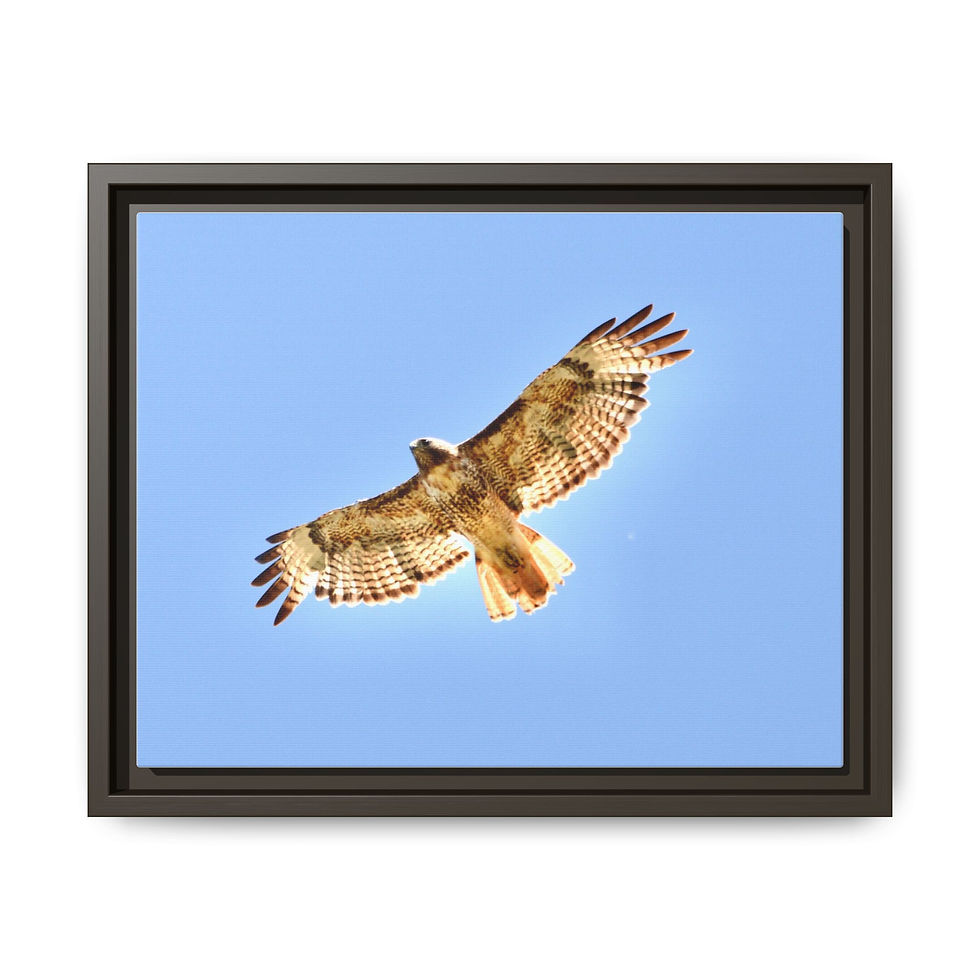 Thumbnail: Red-Tailed Hawk - Boise National Forest 
