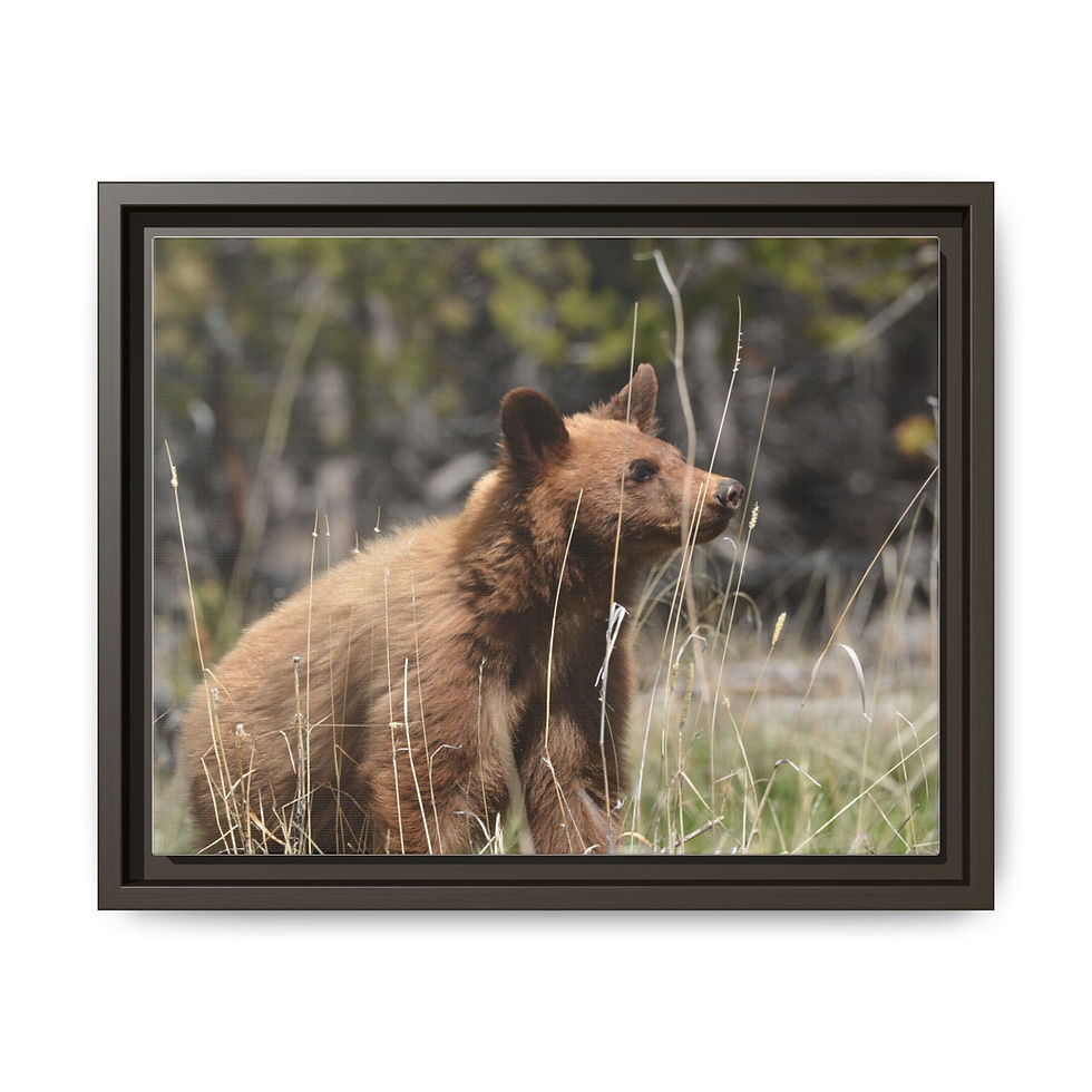 Thumbnail: Black Bear Cub - Dunraven Pass