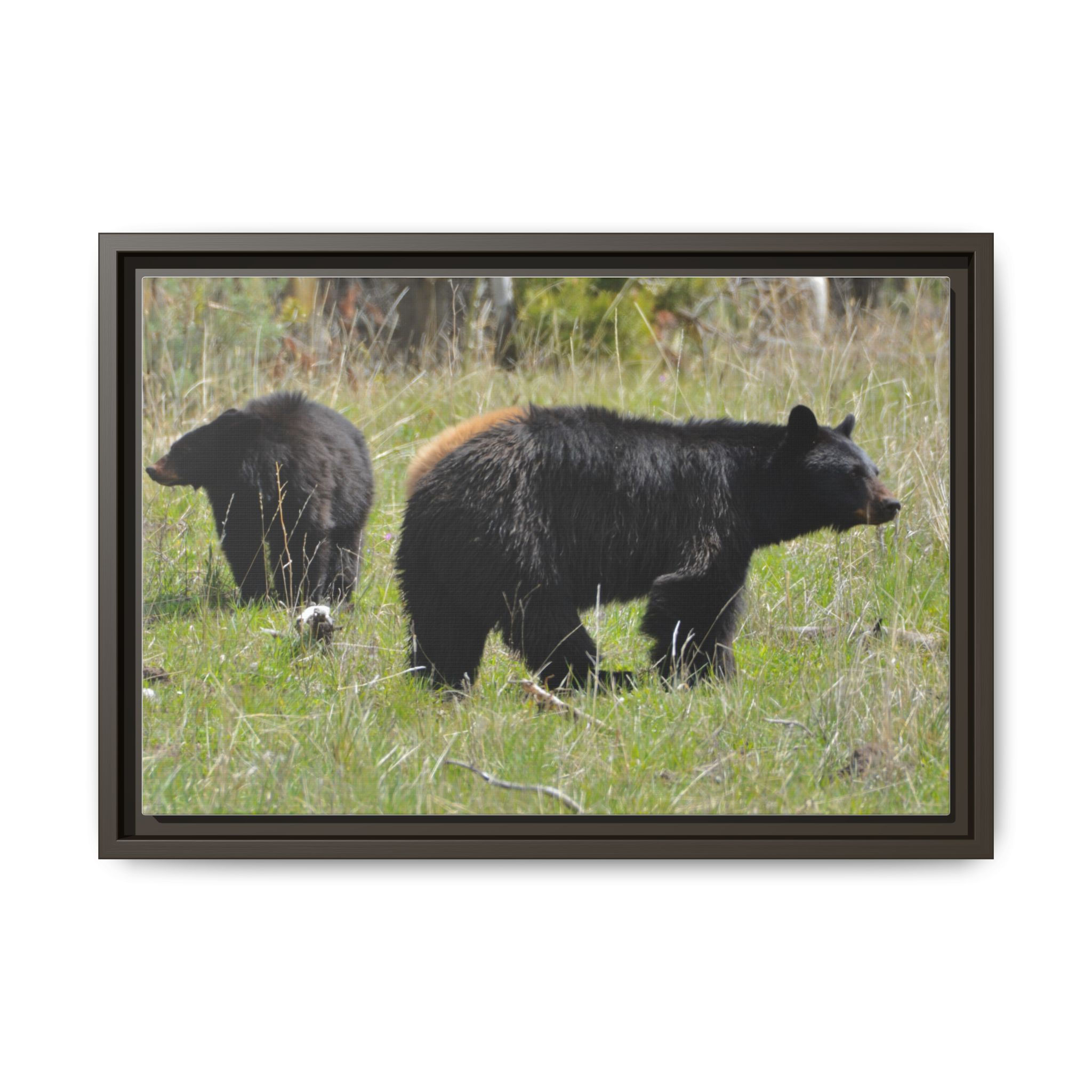 Black Bear Sow with cubs - Dunraven Pass, Wyoming