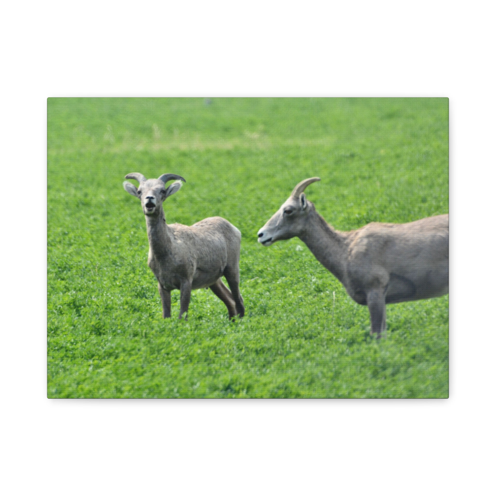 Bighorn Sheep Grazing in Idaho