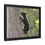 Thumbnail: Black Bear Cub - Slough Creek, Wyoming