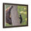 Thumbnail: Black Bear Tree Climb - Slough Creek, Wyoming