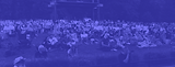 purple dot.png