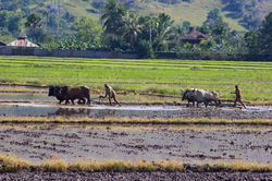 Rice paddies