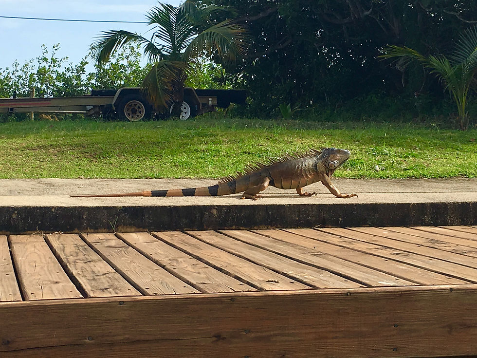 Iguana in Belize at Placencia