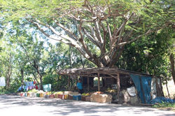 Road side veggie stand, DR