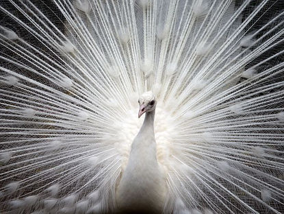 SOBERBIA ESPIRITUAL LUCAS 9:46