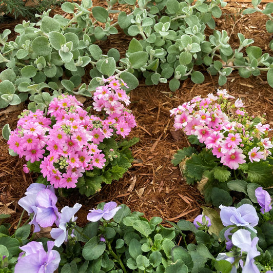 花 頑張ってます