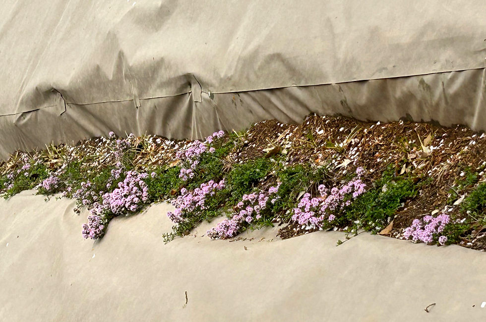 立体花壇が動き出した