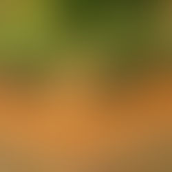 元気な花と交代