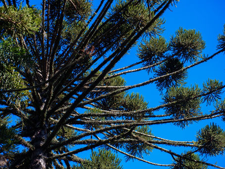 Ponta Grossa inicia elaboração do primeiro Inventário de Gases de Efeito Estufa