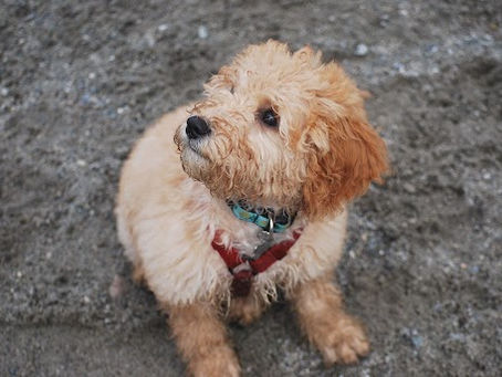 Healthy Mini F1b Goldendoodle Puppies Portland ME raised by Goldendoodles of Maine.