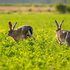 Two wild rabbits running through a bright green grassy field, illustrating common yard pests targeted by natural repellent solutions.
