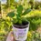 Miniature : Bougie à planter - Mojito