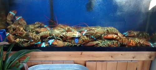 Live Maine Lobster (PLACE ORDER) | Hilltop Seafood Site