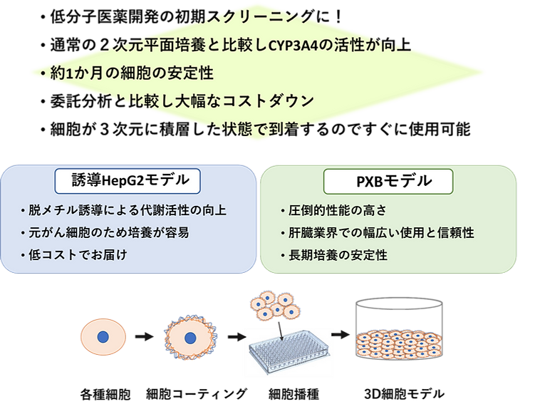 肝臓モデル概略.png