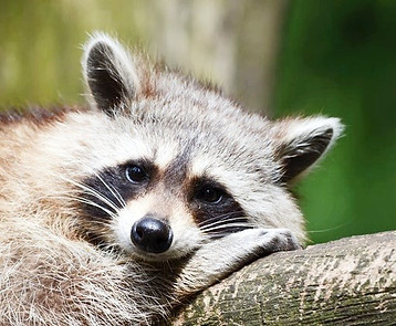 raccoon-bear-zoo-saeugentier-54602_edite