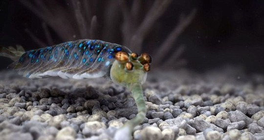 Miniature : David Attenborough’s First Life VR