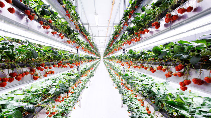 Room for growth: Can vertical farming find a more focused future?
