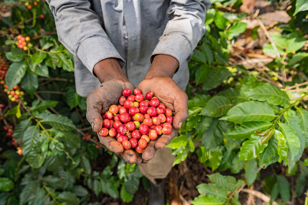 Interview: Coffee breeding in the age of climate crisis