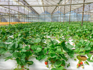 EIT Food report examines consumer perceptions of the upcoming EU Biotech Act