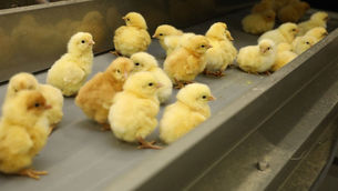 Opinion: Is in-ovo sexing a gamechanger for ethical egg production?