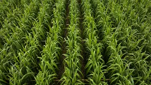Tate & Lyle launches regenerative agriculture programme for French corn farmers