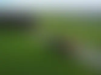 Dutch dairy farm launches world’s first on-farm cultivated meat production