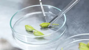 Ayana Bio and Brevel partner on plant-based bioactive ingredient production